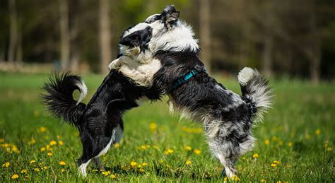 Starostlivosť o srsť Border kólie