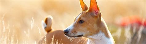 Basenji - pes, ktorý nešteká