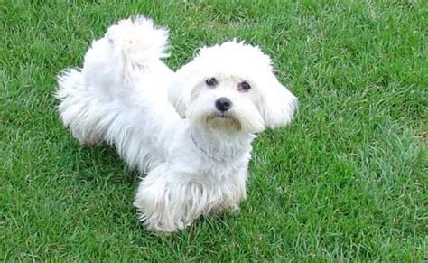 Maltézsky psík v náručí