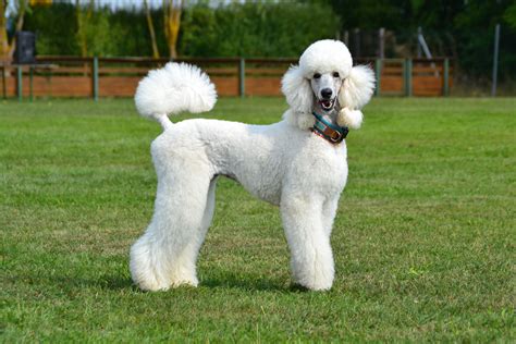 Pudel s elegantným účesom