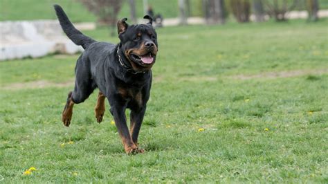 Rotvajler v plnej sile