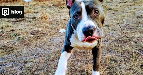 Rodina s americkým stafordšírskym teriérom