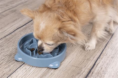 Pes hrajúci sa s interaktívnou hračkou na kŕmenie