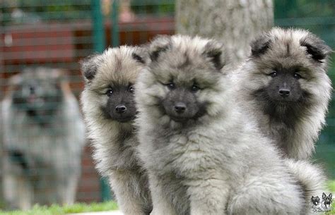 Historická ilustrace německého špice vlčího