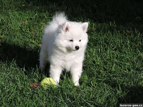 Štěně německého špice vlčího hrající si