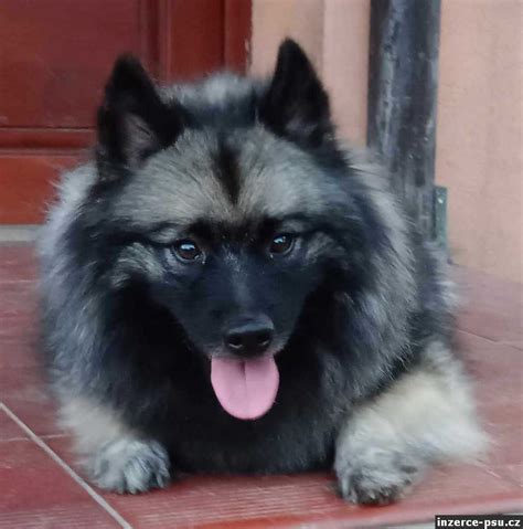 Německý špic vlčí v zimní krajině