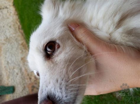 Štruktúra srsti nemeckého vlčieho špica