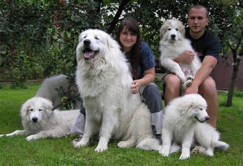 Pyrenejský horský pes v pohybe