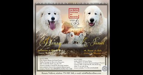 Detail tváre pyrenejského horského psa