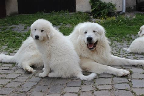 Rodina s pyrenejským horským psom