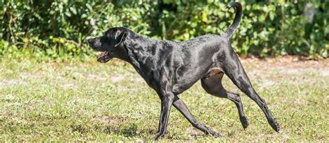 Psy veľkých a obrích plemien náchylné na dyspláziu bedrového kĺbu