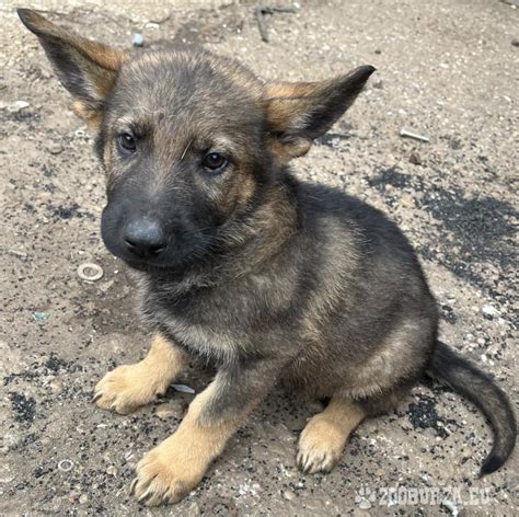 Šteniatka nemeckého pinča