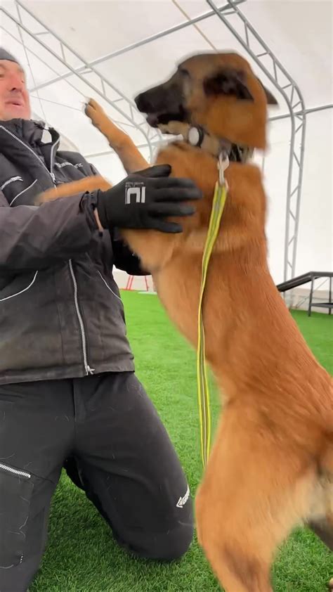 Športové aktivity s belgickým ovčiakom Malinois