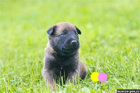Šteňa belgického ovčiaka Malinois s hračkou