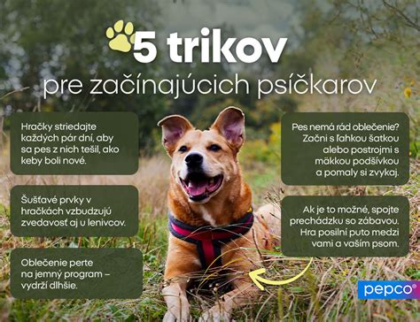 Infografika: Bežné jedy pre psov
