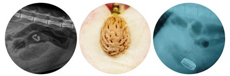 Rentgen psa s cudzím telesom v tráviacom trakte