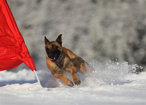 Štýlový belgický ovčiak Malinois s typickou čiernou maskou