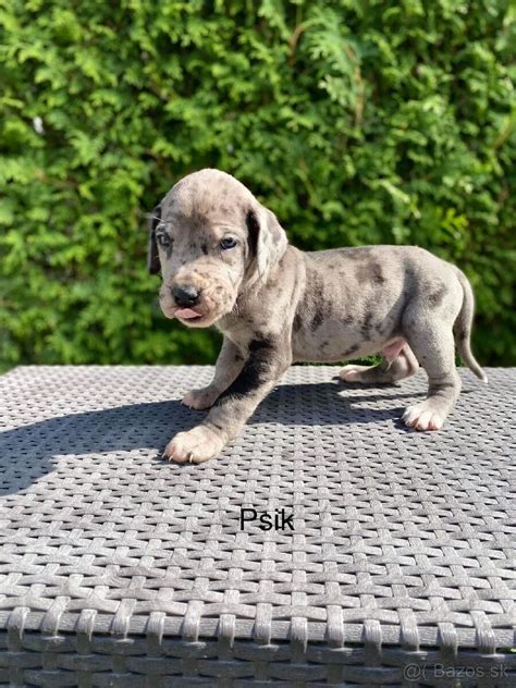 Modré šteniatko nemeckej dogy