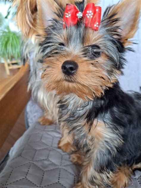 Šteňa yorkshirského teriéra s hračkou