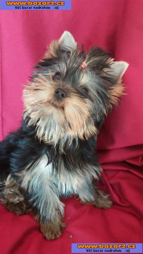 Tabuľka s povolenými farbami srsti yorkshirského teriéra