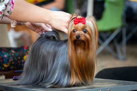 Yorkshirský teriér na výstavě