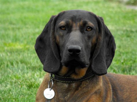 Bavorský horský farbiar v pohybe