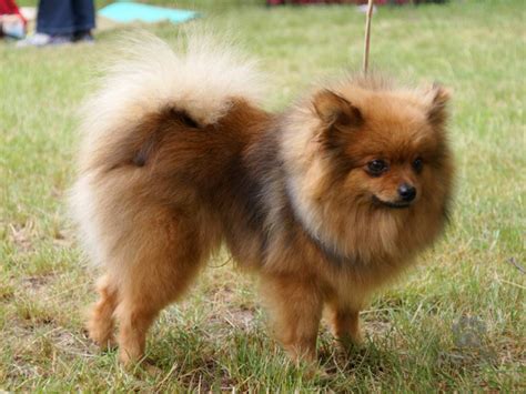 Pes nemecký špic v parku