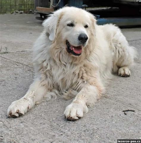 Slovenský čuvač s rodinou