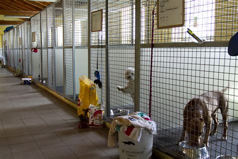 Krematórium pre zvieratá