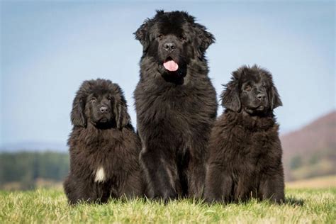 Šteniatko novofundlandského psa