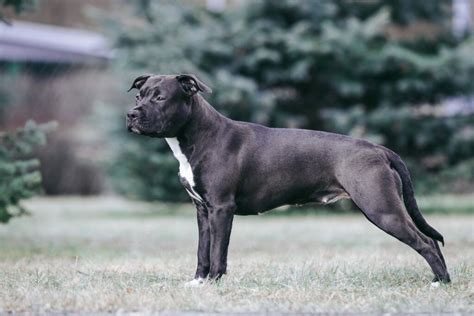 Americký stafordšírsky teriér pri športe