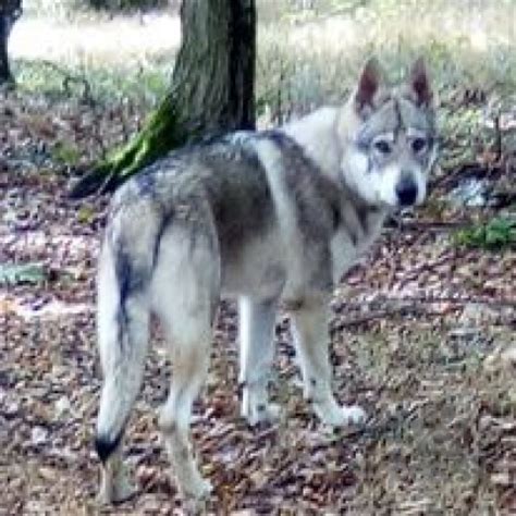 Šteňa Československého vlčiaka