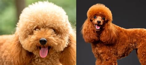 Rôzne farby a typy srsti pudla