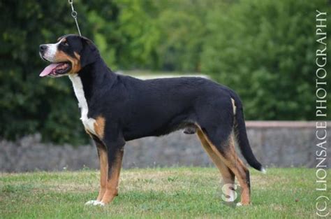 Česanie srsti Veľkého švajčiarskeho salašníckeho psa