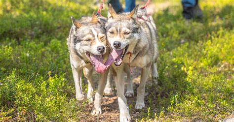 Príklady humorných a klasických výstražných tabuliek s psami