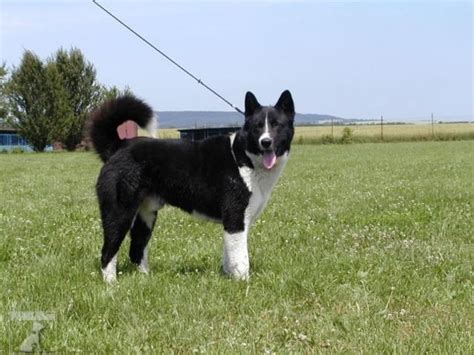 Karelský medvedí pes pri love