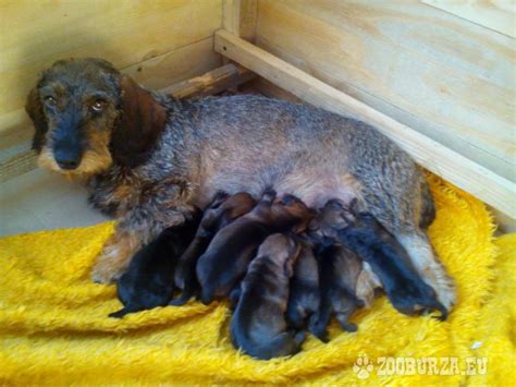 Šteniatka po narodení