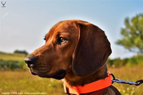 Štruktúra plemena Tatranský durič