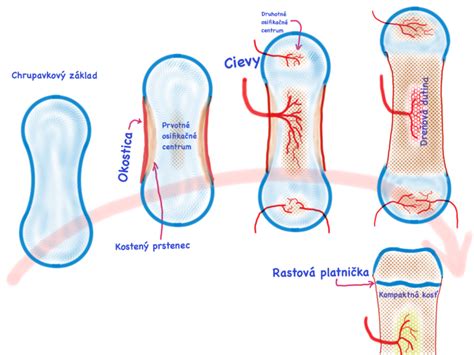Štruktúra rastových platničiek v kosti šteňaťa