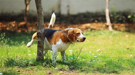 Pes značkujúci močom