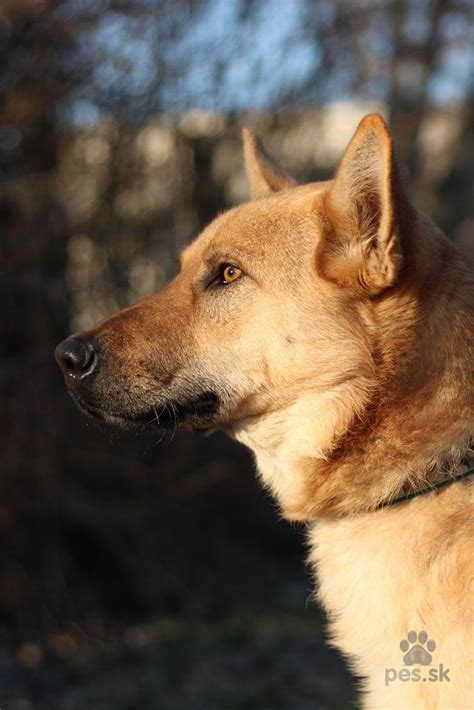 Pes sa cíti nesvoj v novom prostredí