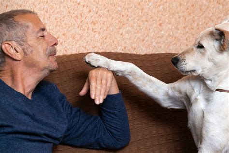 Pes dáva labku majiteľovi