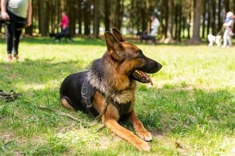 Pes sa plazí po zemi