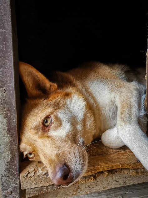 Pes prebieha medzi nohami majiteľa