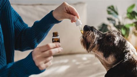 Pes užívajúci lieky