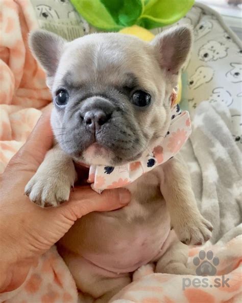 Šteniatko žíhaného francúzskeho buldoga