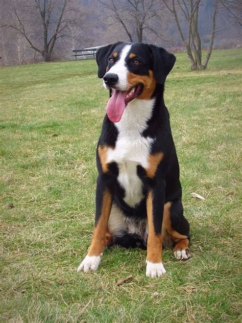 Appenzellský salašnický pes při práci