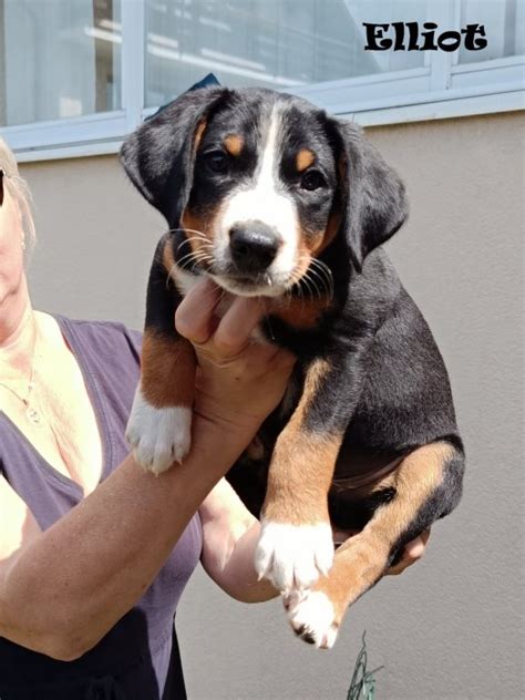 Štěňata appenzellského salašnického psa