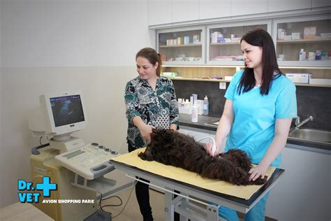 Veterinárny lekár vyšetrí psa