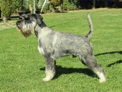 Bradáč malý vo farbe korenie a soľ